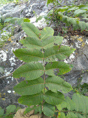 Juglans mollis