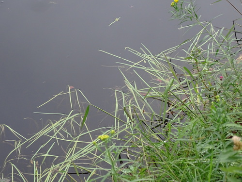 Image of Sparganium fluctuans by no rights reserved