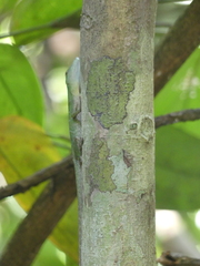 Anolis punctatus
