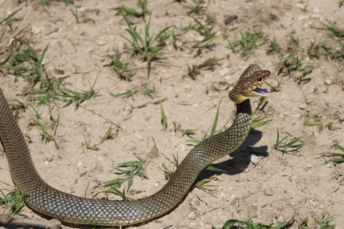 Caspian Whip Snake, Dolichophis caspius