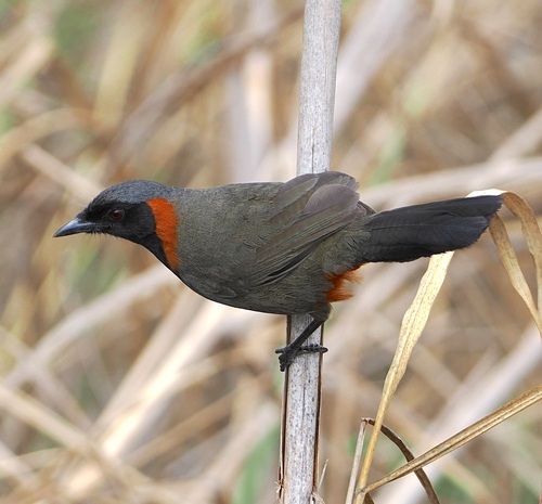 Rufous-necked Laughingthrush (Pterorhinus ruficollis), photo 10