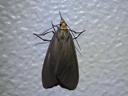 Opharus muricolor