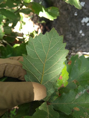 Quercus invaginata