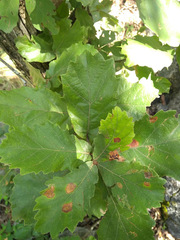 Quercus invaginata