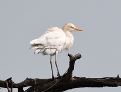 Bubulcus ibis