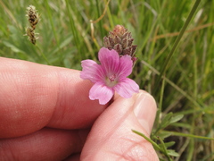Sidalcea pedata