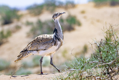 Macqueen's Bustard photo 5