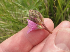 Sidalcea pedata