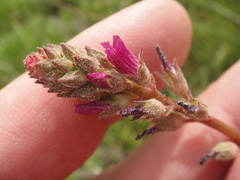 Sidalcea pedata