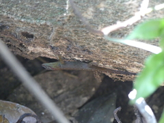 Gonatodes humeralis