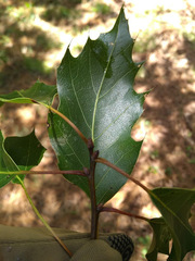 Quercus runcinatifolia