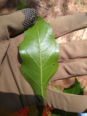 Quercus runcinatifolia