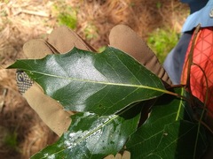 Quercus runcinatifolia