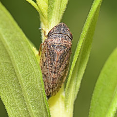 Aphrodinae