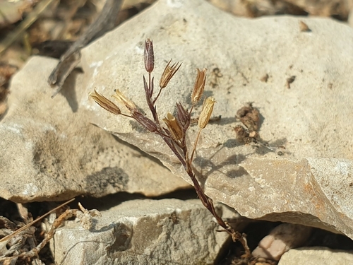 Fine-leaved Sandwort (Sabulina tenuifolia)