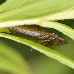 Aphrodinae