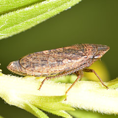 Aphrodinae