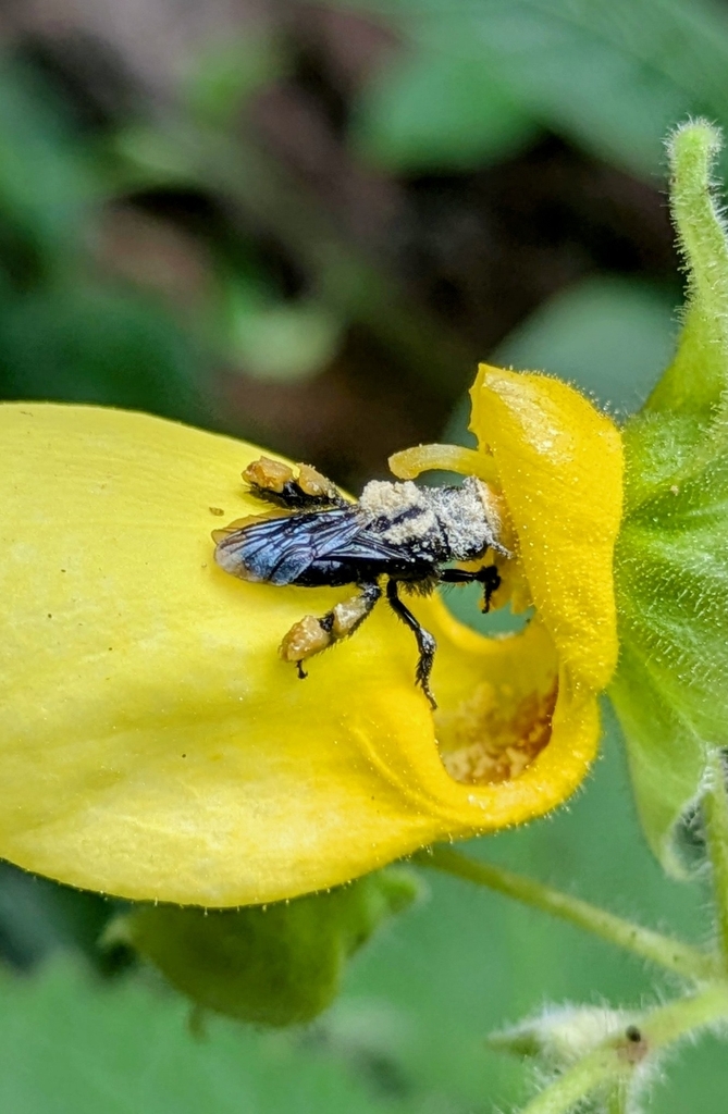 Chalepogenus calceolariae