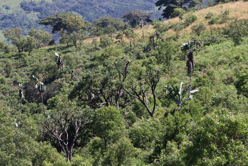 Strelitzia caudata, photograph 3