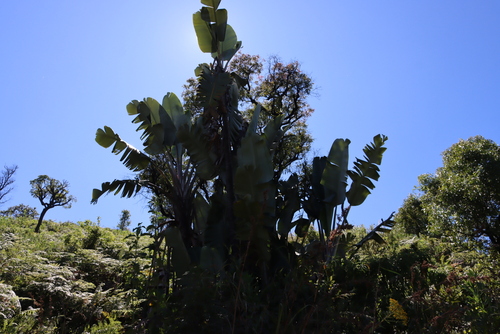 Strelitzia caudata, photograph 2