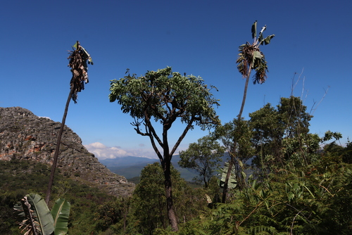 Strelitzia caudata, photograph 1