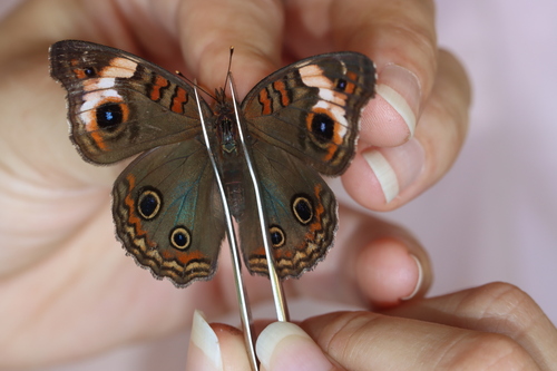 Junonia wahlbergi
