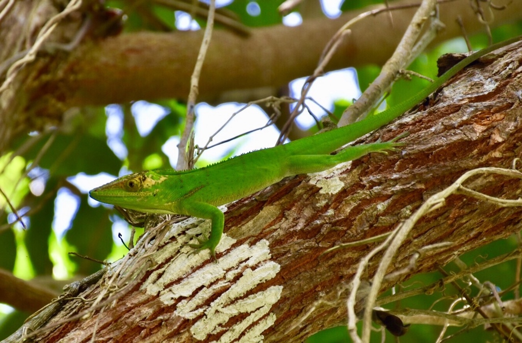Baracoa Anole