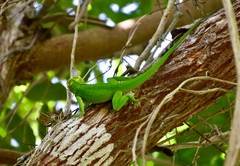 Anolis baracoae