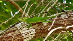 Anolis baracoae