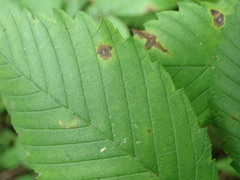 Stegophora ulmea