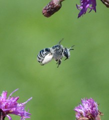 Melissodes denticulatus