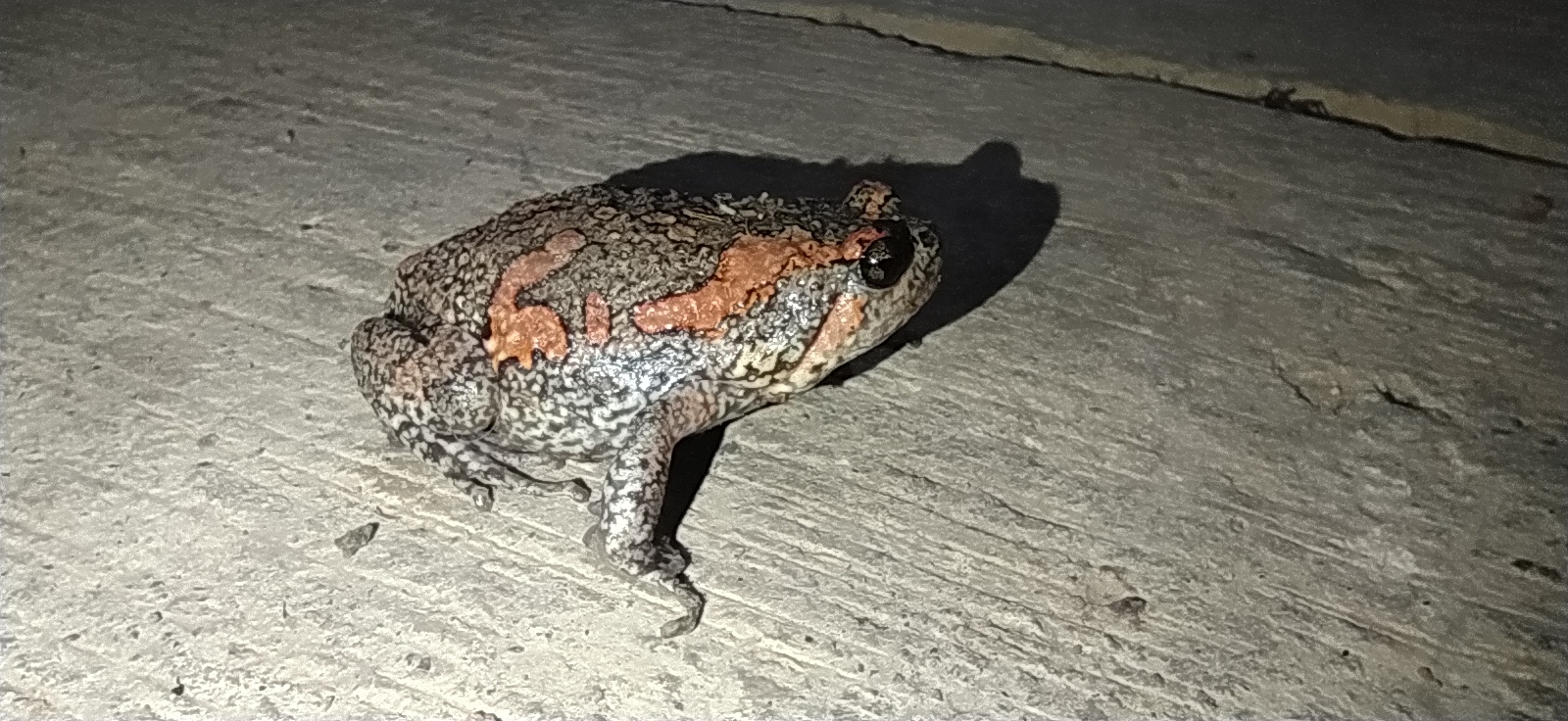 Painted Balloon Frog