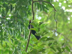 Tachyphonus surinamus