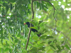 Tachyphonus surinamus