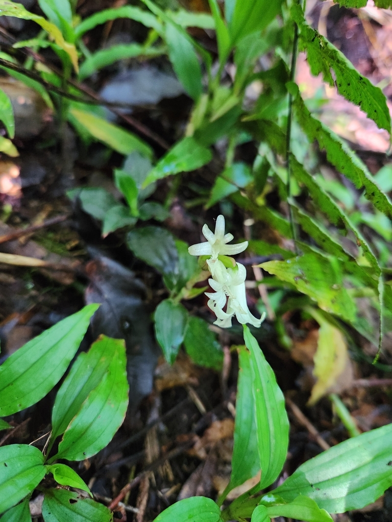 Odontochilus longiflorus