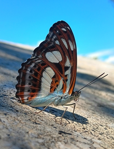 Athyma kasa