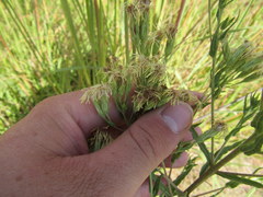 Brickellia eupatorioides corymbulosa