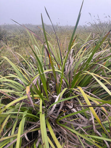 Machaerina angustifolia observed 2025-05-20