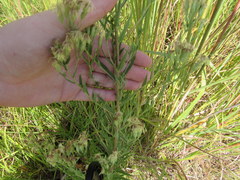 Brickellia eupatorioides corymbulosa