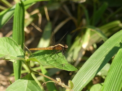 Erythemis peruviana
