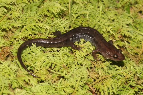Blue Ridge Dusky Salamander