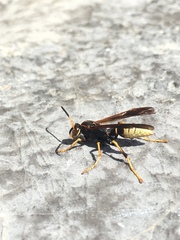 Polistes comanchus navajoe