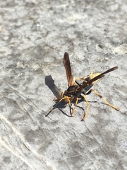 Polistes comanchus navajoe