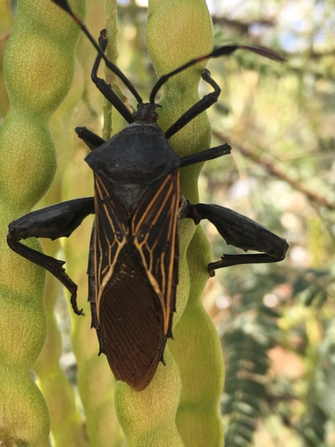 Giant Mesquite Bug