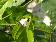 Pyrginae