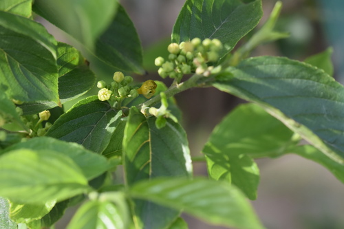 Rhamnella franguloides iNat (1)