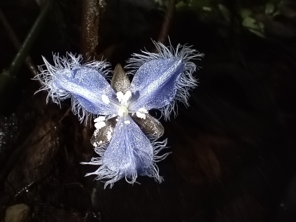 Geogenanthus rhizanthus