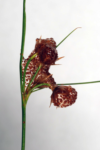 Juncus tenuis