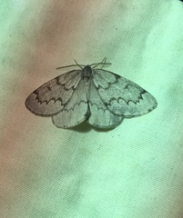 Nepytia pellucidaria