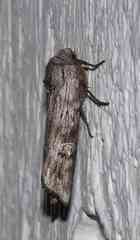 Lithomoia germana